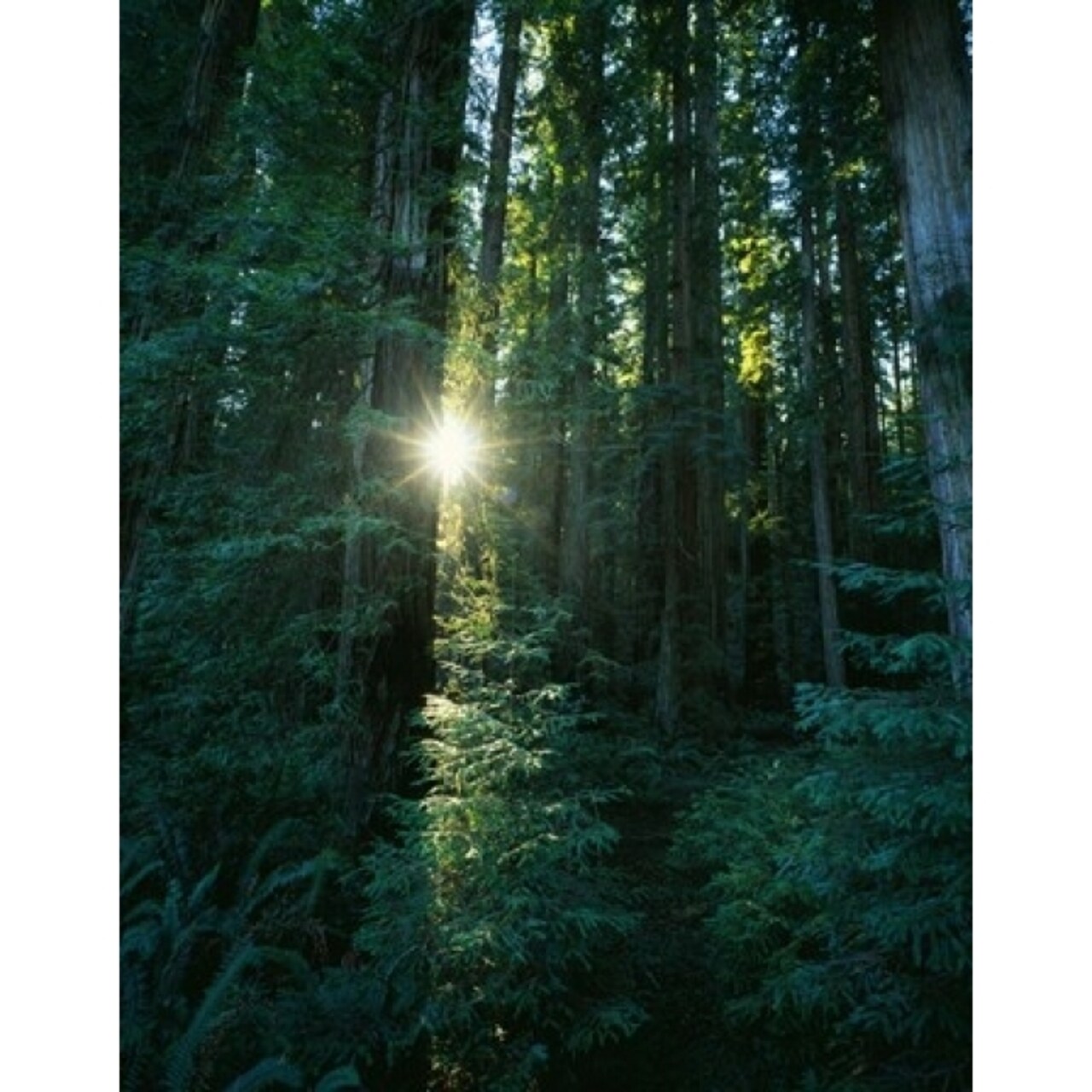 Low Angle View Of Sunstar Through Redwood Trees Jedediah Smith Redwoods State Park California Usa. Print By Panoramic